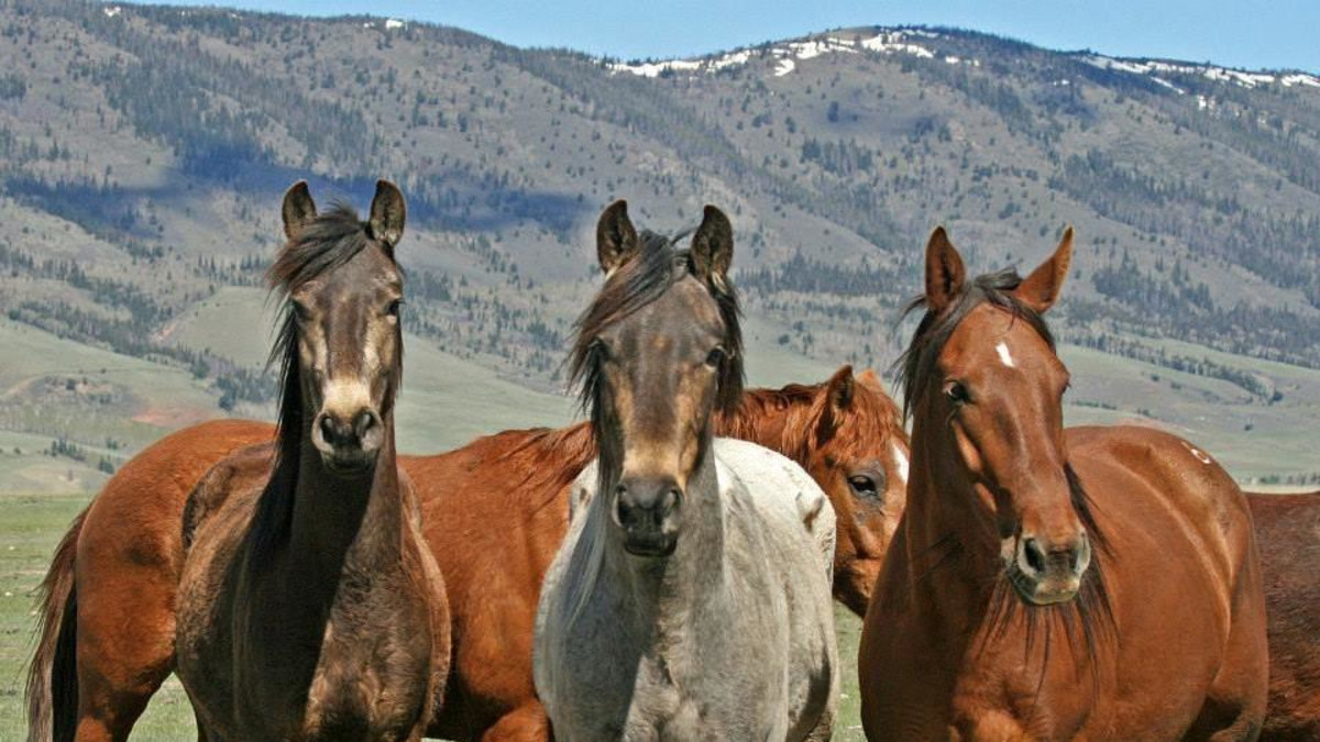 Deerwood Ranch Wild Horse EcoSanctuary Travel Wyoming. That's WY