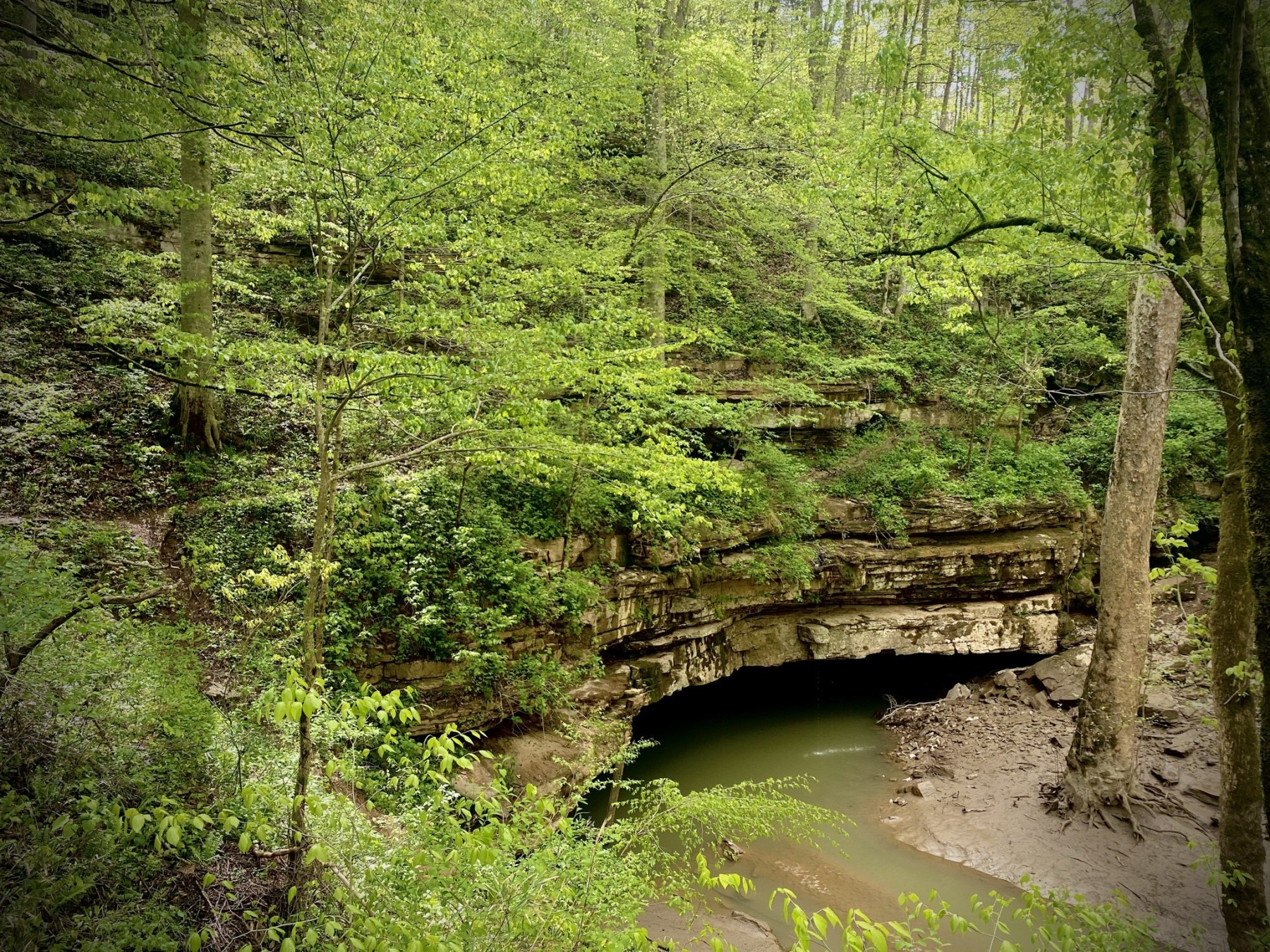 are dogs allowed in mammoth caves