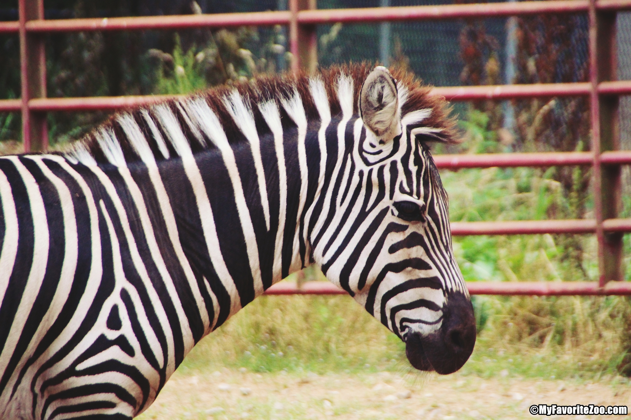 drive through zoo cleveland georgia