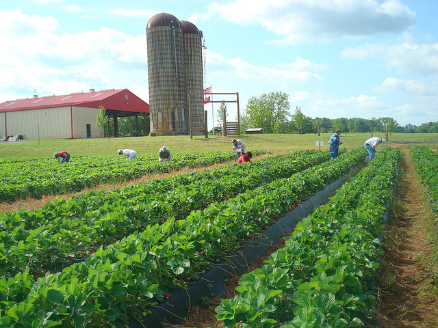 Southern Belle Farm Official Georgia Tourism Travel Website Explore Georgia Org