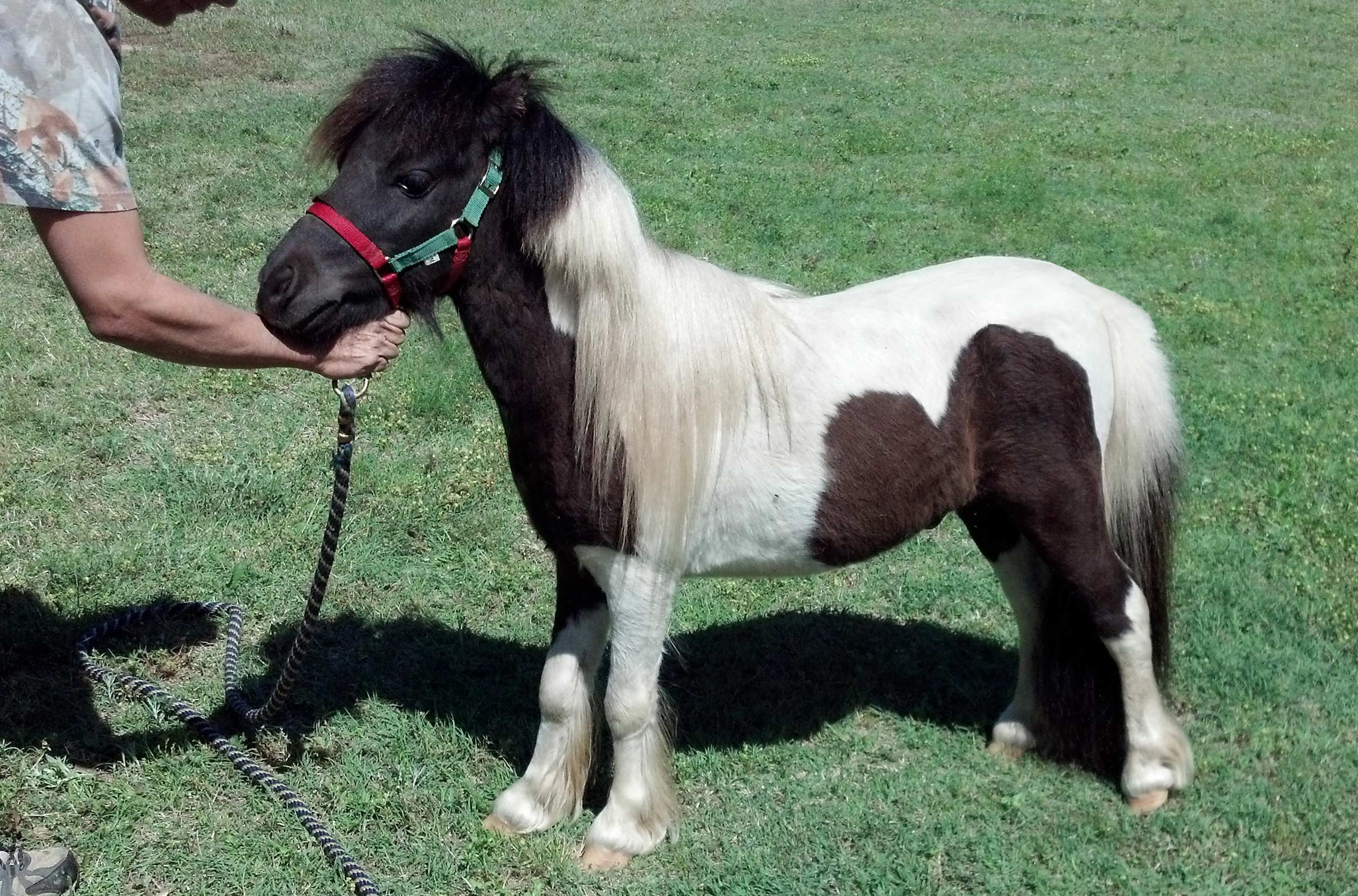 Lil Hoofs Farm Official Georgia Tourism Travel Website Explore Georgia Org [ 1625 x 2463 Pixel ]