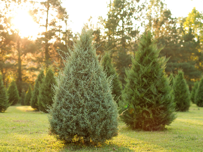 Raulston Acres Christmas Tree Farm Official Georgia Tourism Travel Website Explore Georgia Org