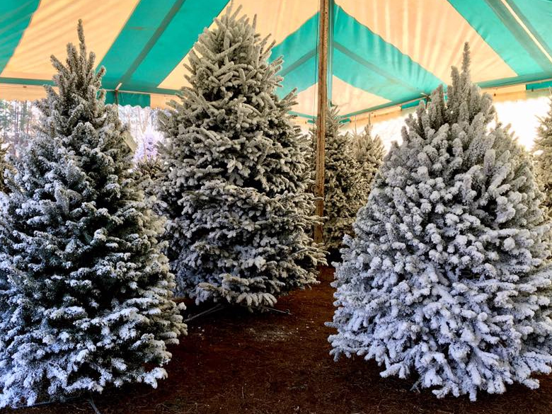 The Christmas Tree Shop Augusta Ga