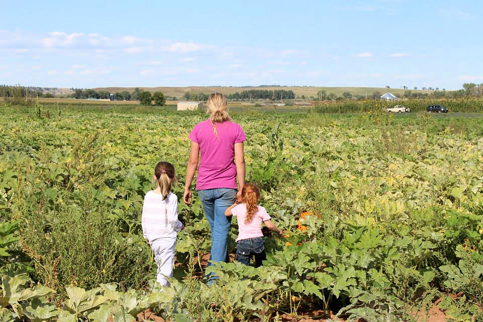 Spearfish Corn Maze Pumpkin Patch Travel South Dakota