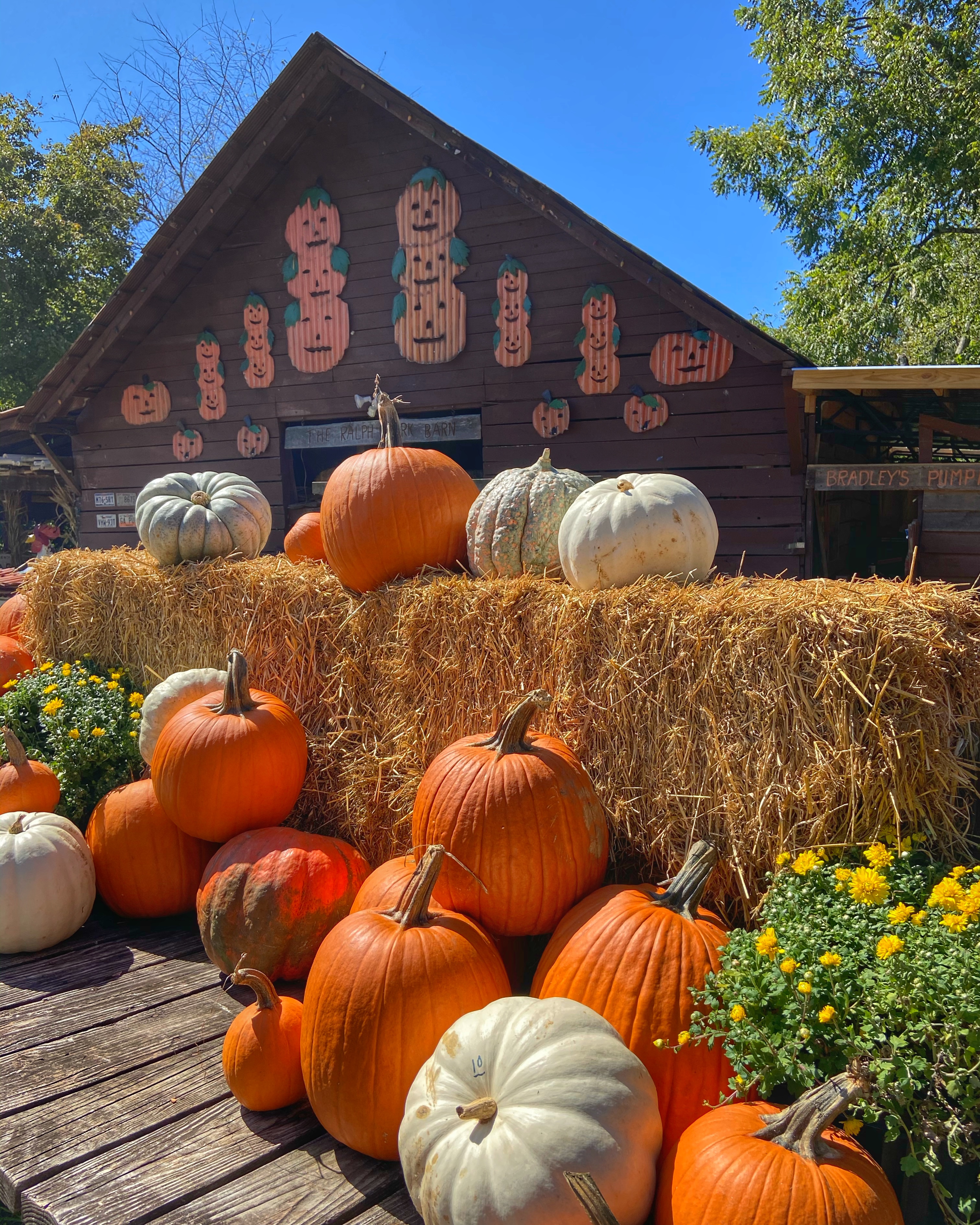 ga pumpkin patch ga pumpkin patch