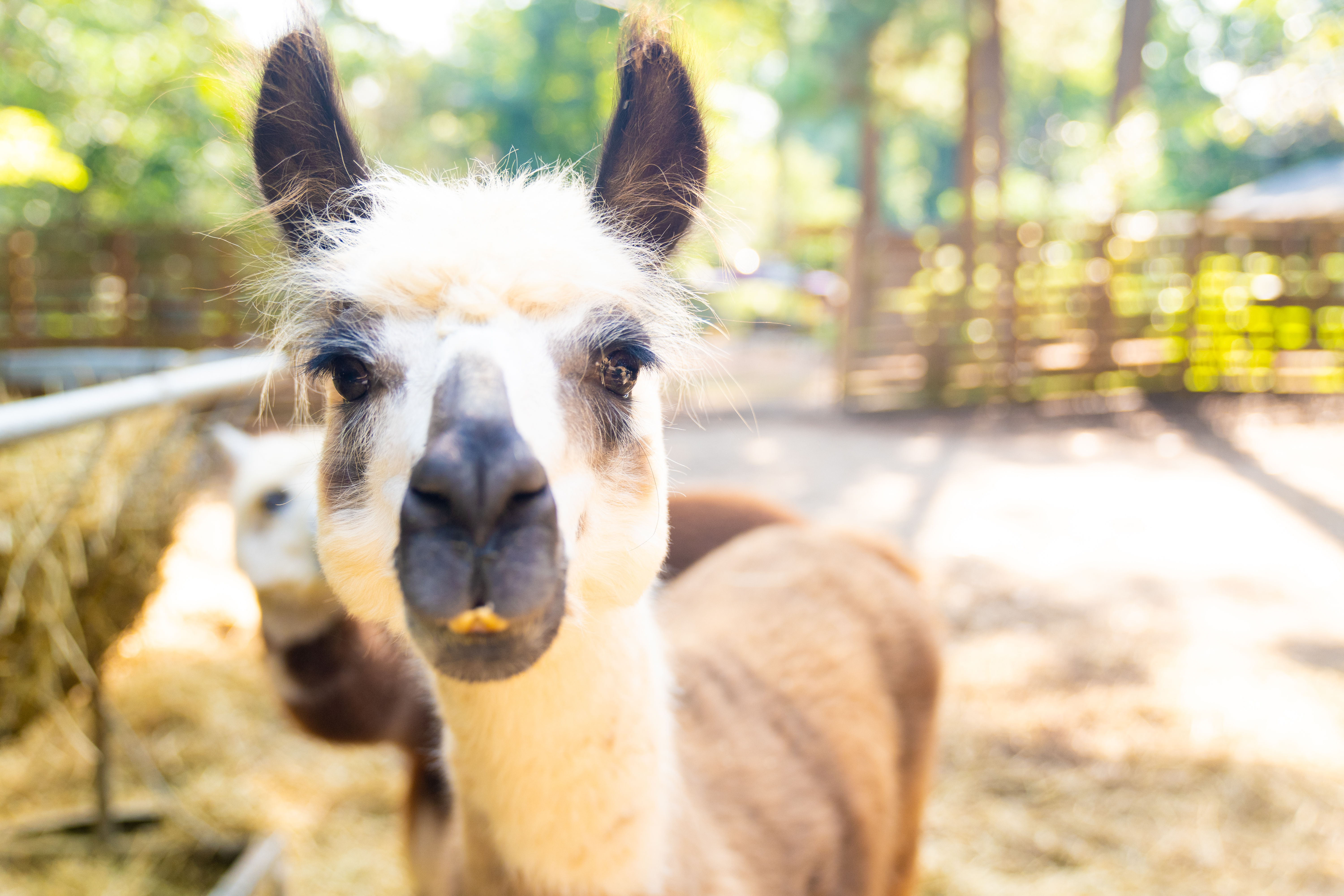 Decatur Alpaca Cottage Official Georgia Tourism Travel Website Explore Georgia Org