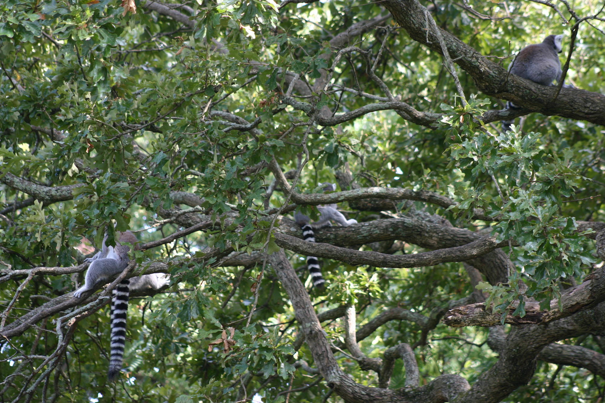 Louisiana Purchase Gardens and Zoo