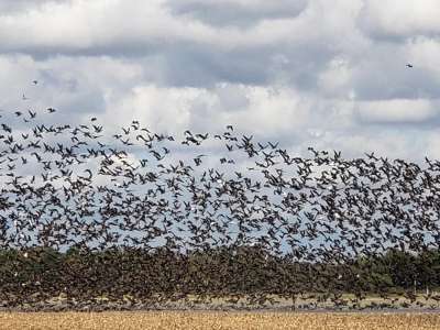 Paradise Wings Hunting Lodge