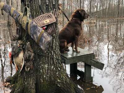 Greenheads and Labs