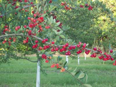 Paul's Mayhaw Orchard