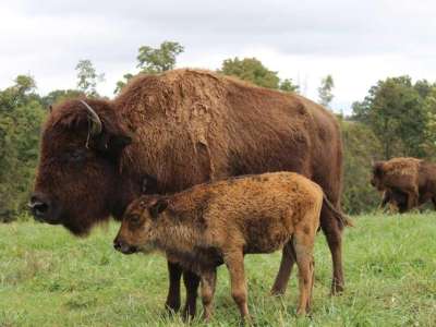 Ratchford Buffalo Farms