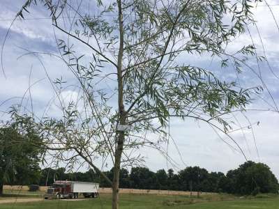 Living Memorial Tree