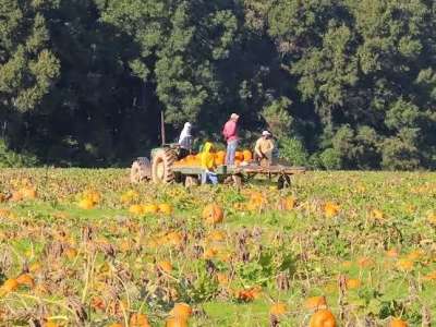 Peebles Farms