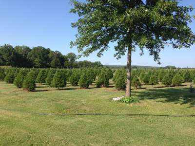 Wonderland Tree Farm