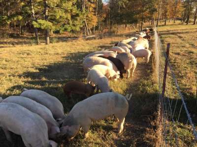 Rabbit Ridge Farms