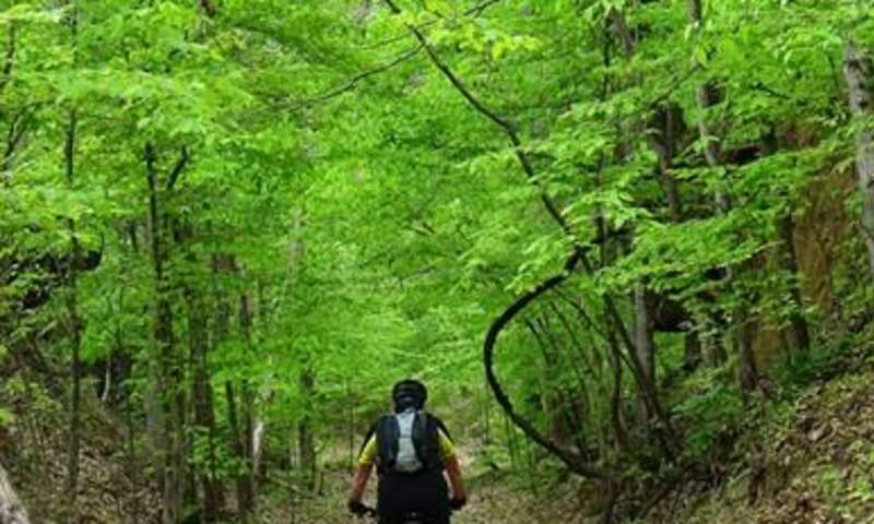 Mountain biking enthusiasts can enjoy 25 miles of Village Creek State Park's multi-use trails.