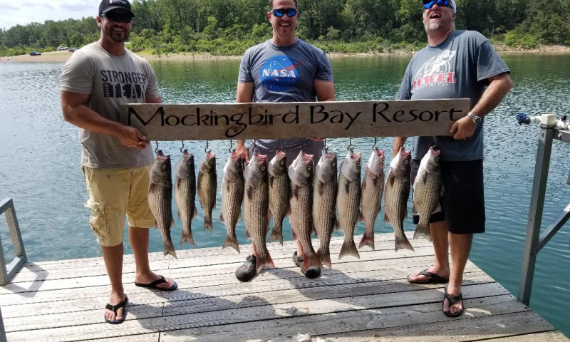 Fun striper fishing at Mockingbird Bay on Norfork Lake, Arkansas.