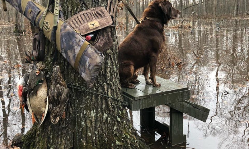 Greenheads and Labs