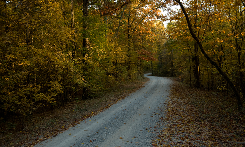 St. Francis National Forest road