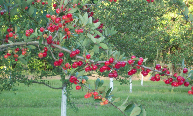 Paul's Mayhaw Orchard