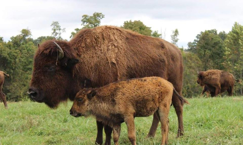 Ratchford Buffalo Farms