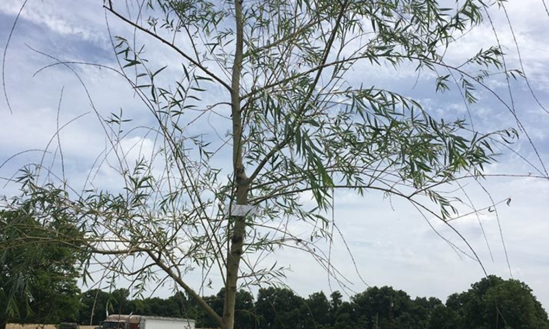 Living Memorial Tree