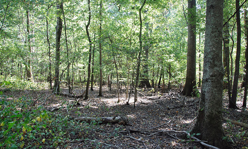 Singer Forest Natural Area