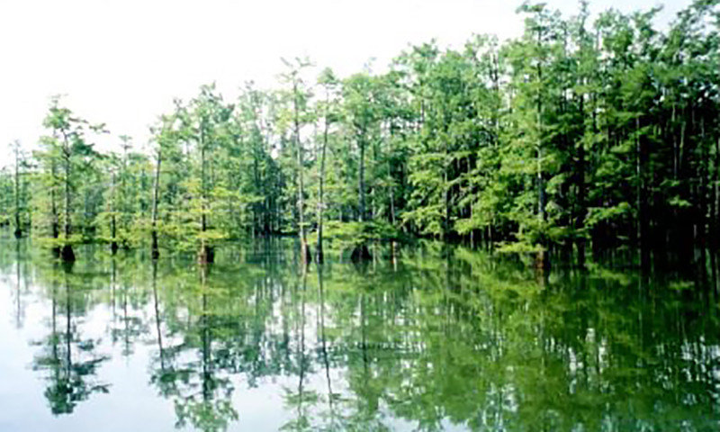 Lake Wallace