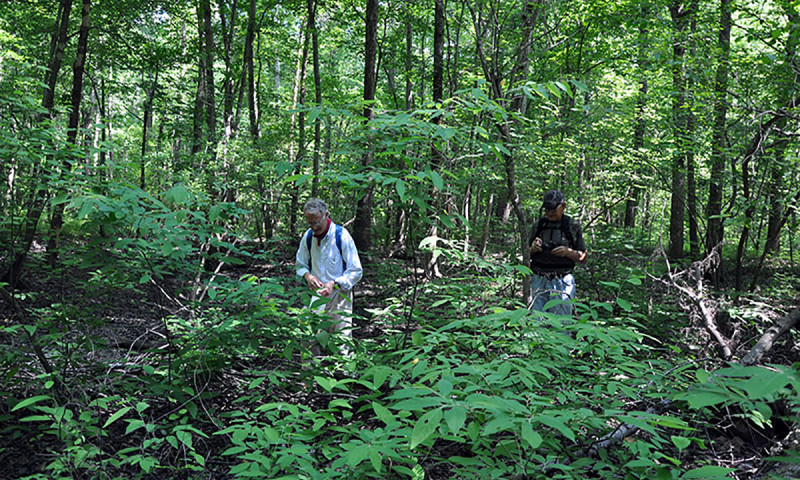 St. Francis Sunken Lands Wildlife Management Area