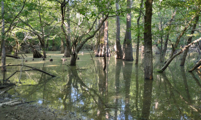 Dave Donaldson Black River Wildlife Management Area