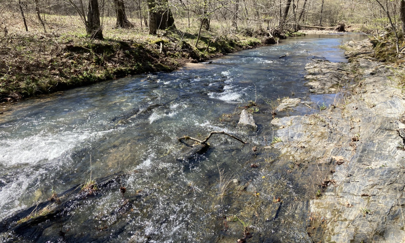 Arkansas Forest Therapy