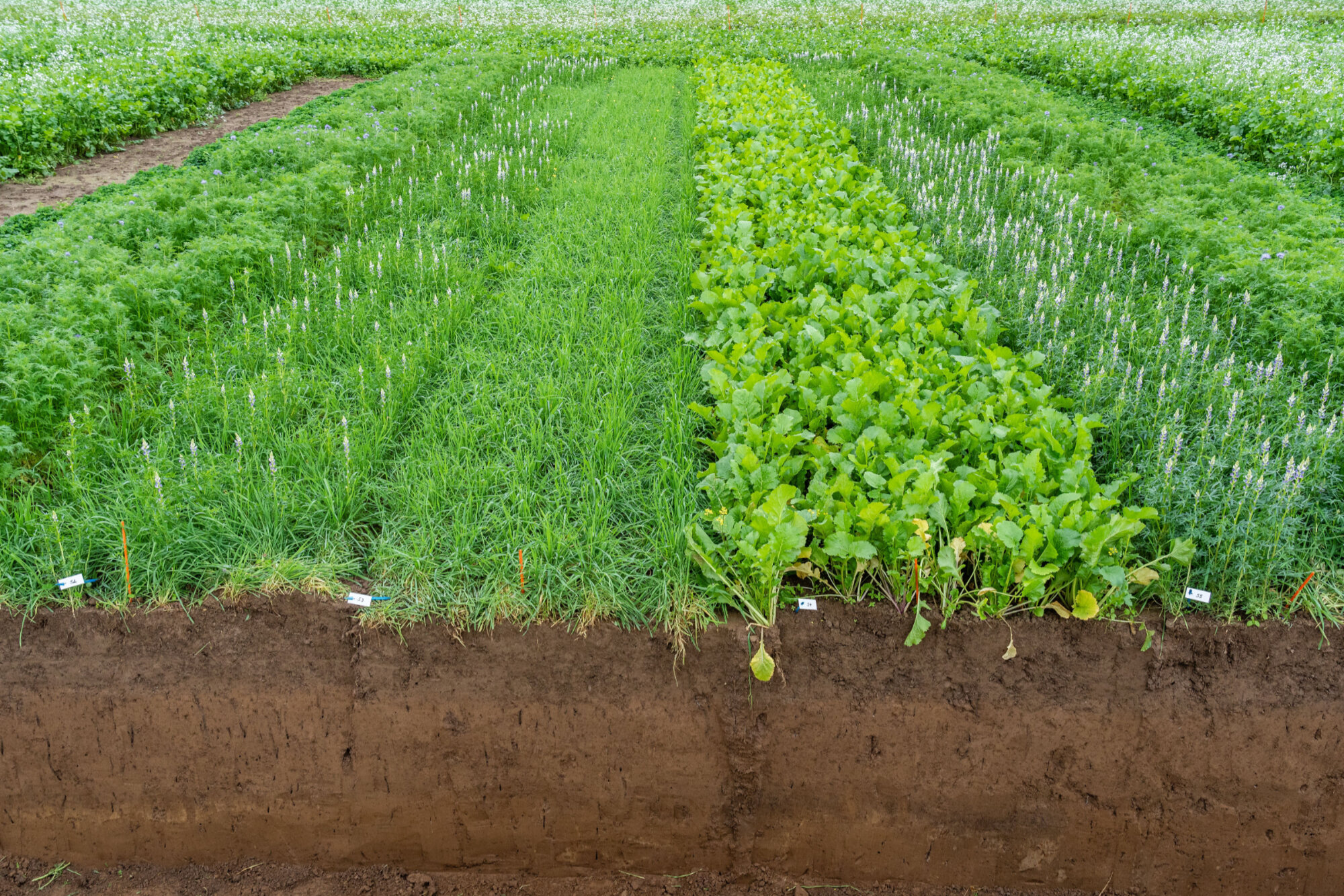 The Basics of Cover Crops
