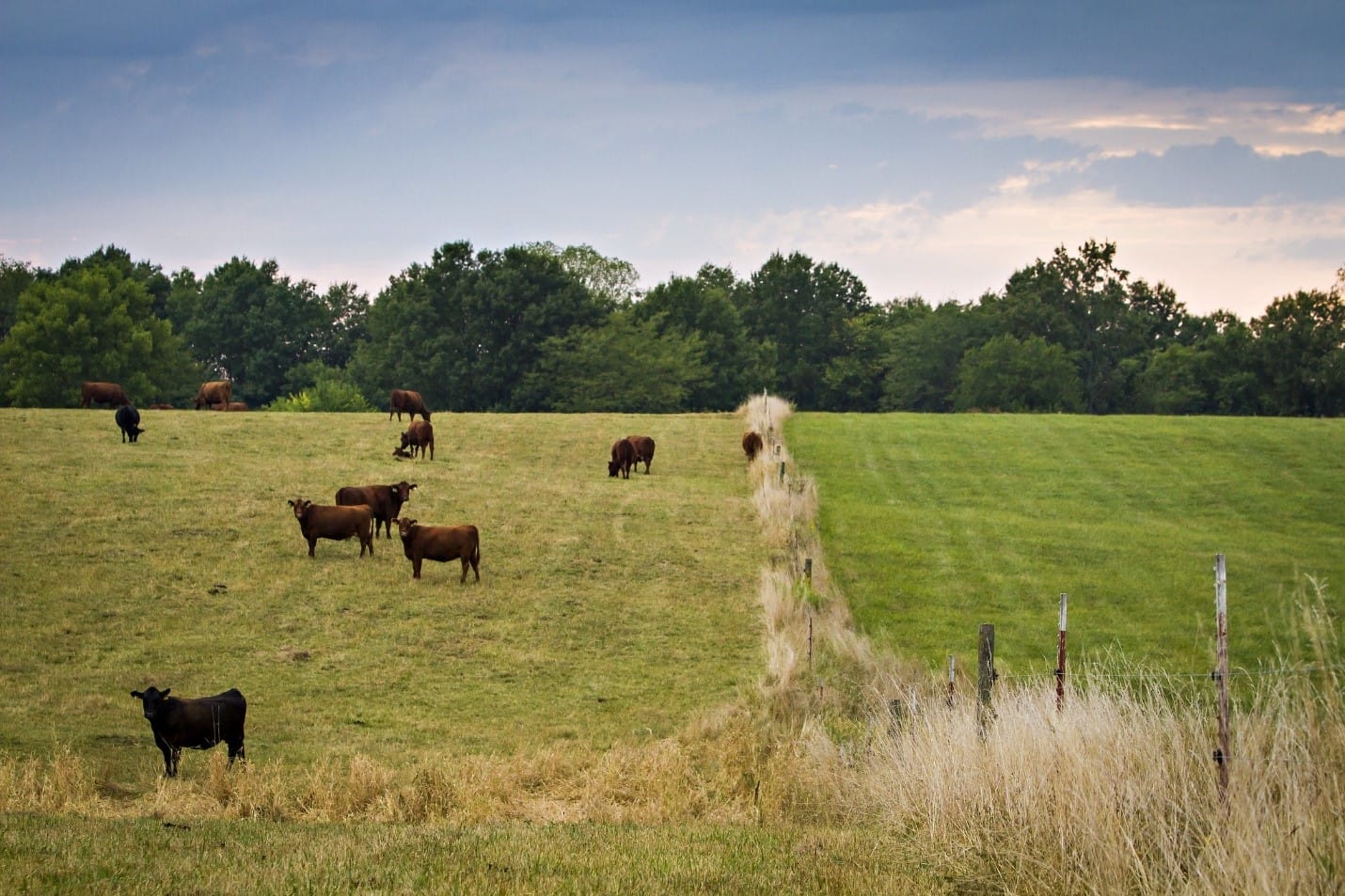 Rotational Grazing