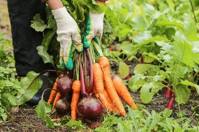 Gardening for Beginners: Getting Ready to Grow