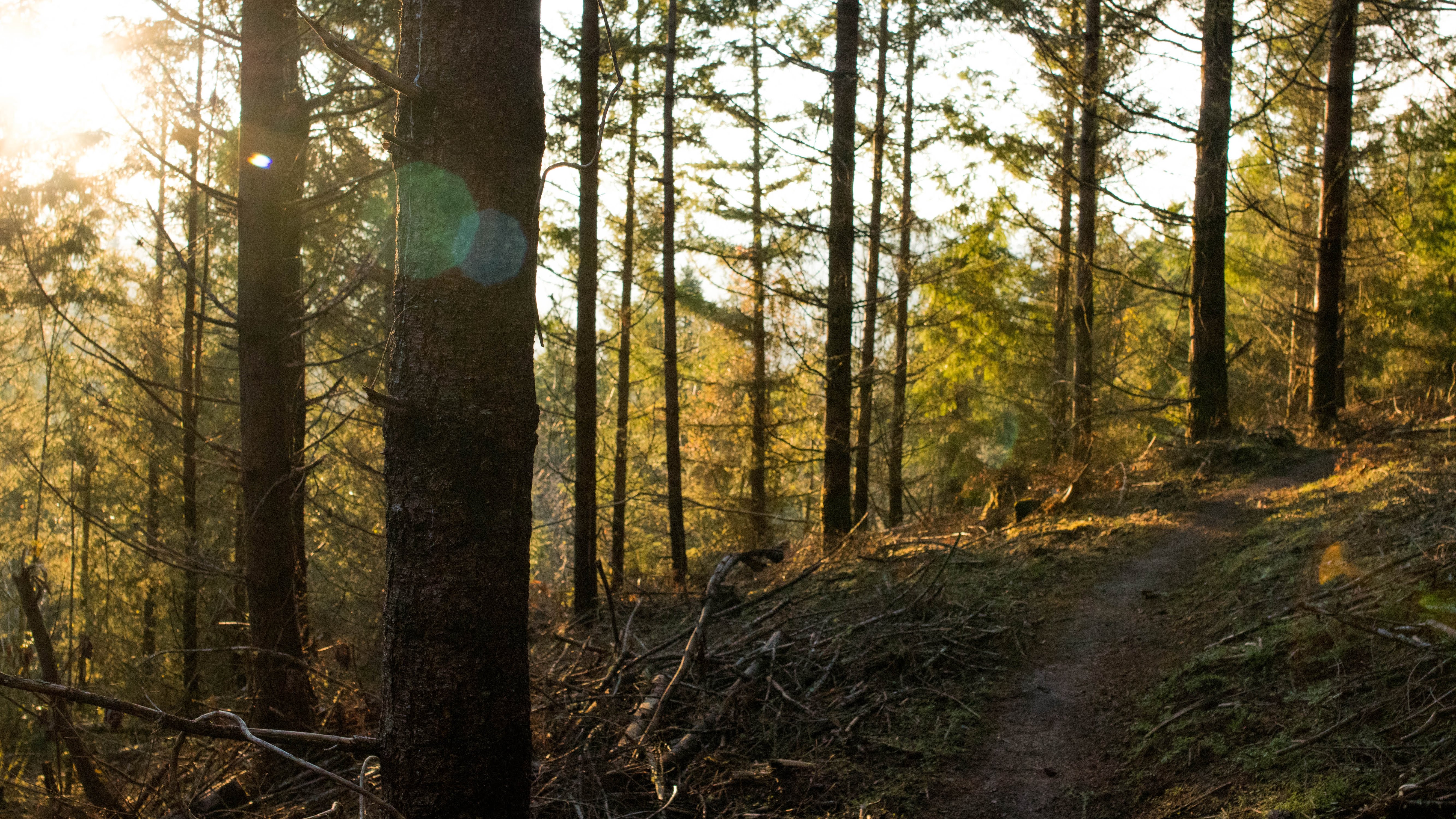 Oregon forest trail