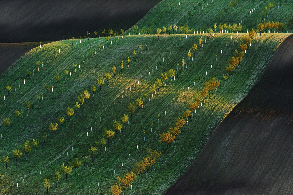 NDVI map over crop fields