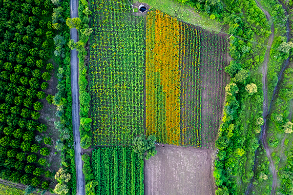 NDVI drone scan of a farm field in false-color heatmap