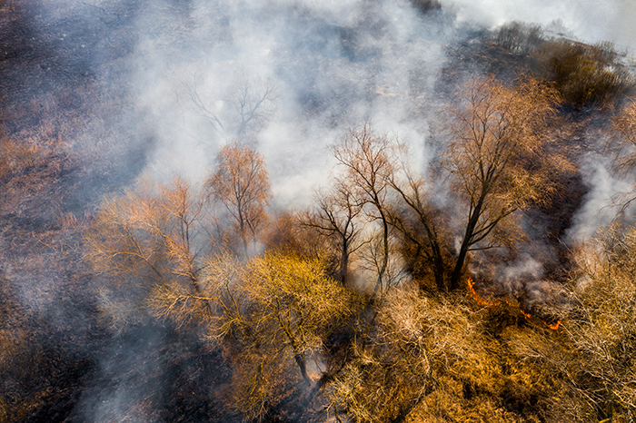 Thermal forest drone imagery