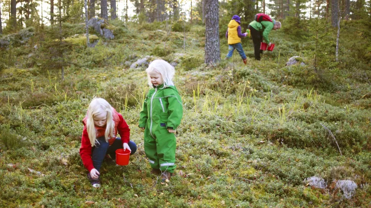 kristiina_kontoniemi-picking_berries-3121.jpg