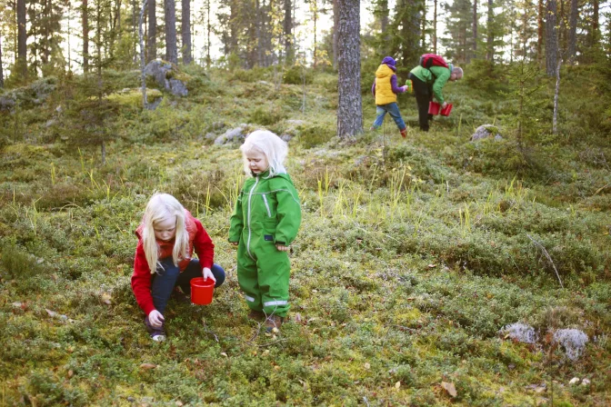 kristiina_kontoniemi-picking_berries-3121.jpg