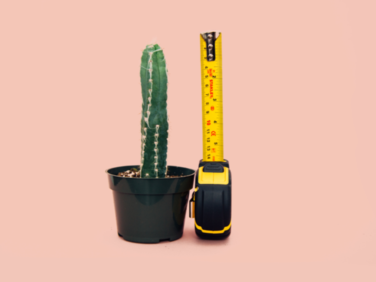 Picture of a cactus in a pot and an extended tape measurer next to it