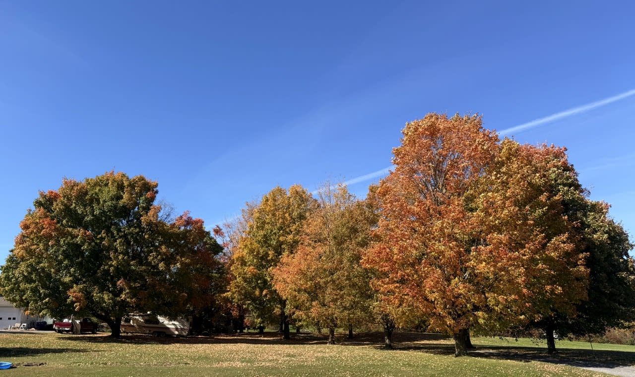 A row of trees with green, yellow, red, and orange leaves