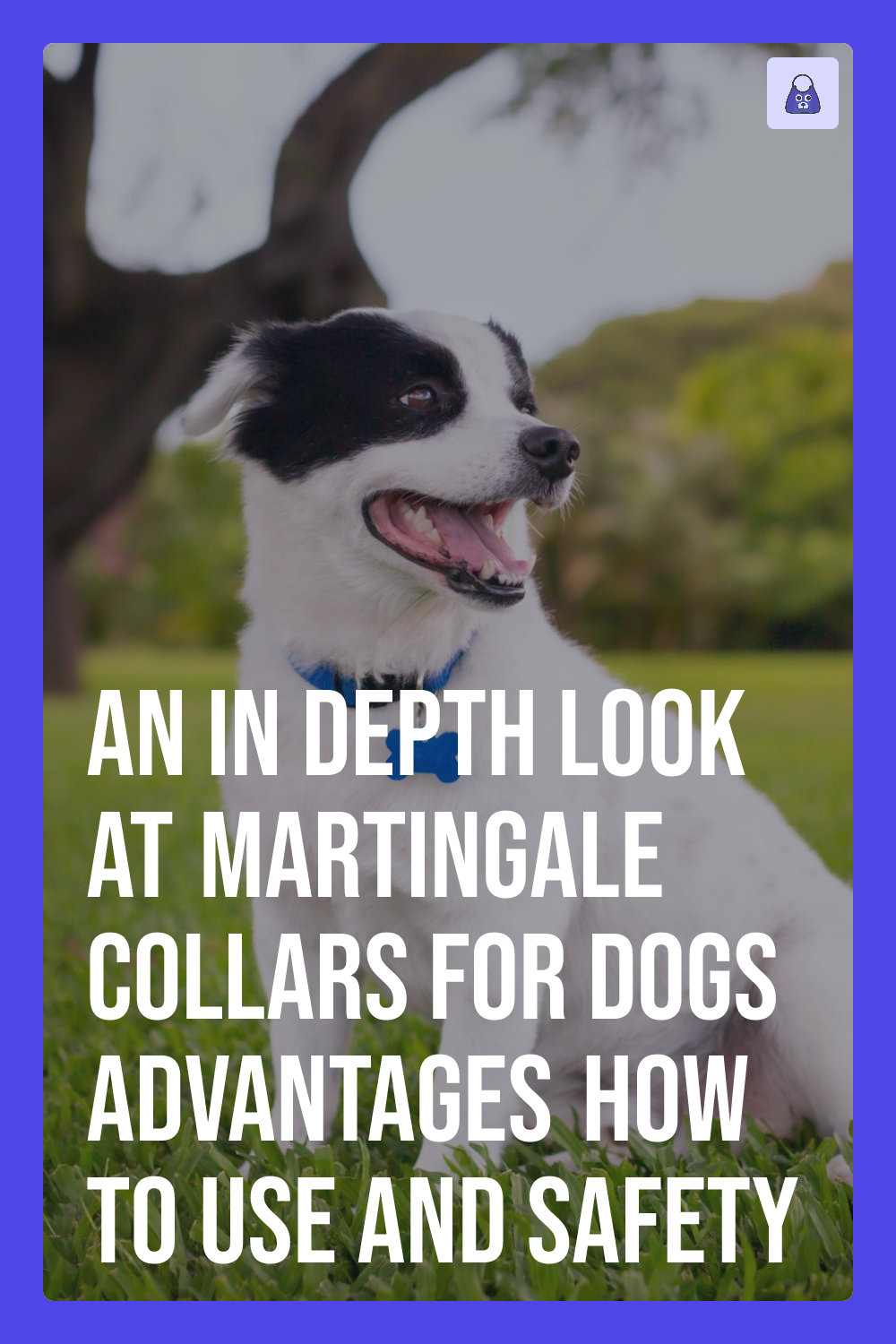 An InDepth Look at Martingale Collars for Dogs Advantages, How to Use