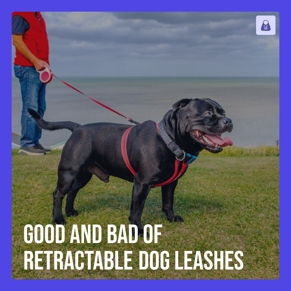 Good and Bad of Retractable Dog Leashes