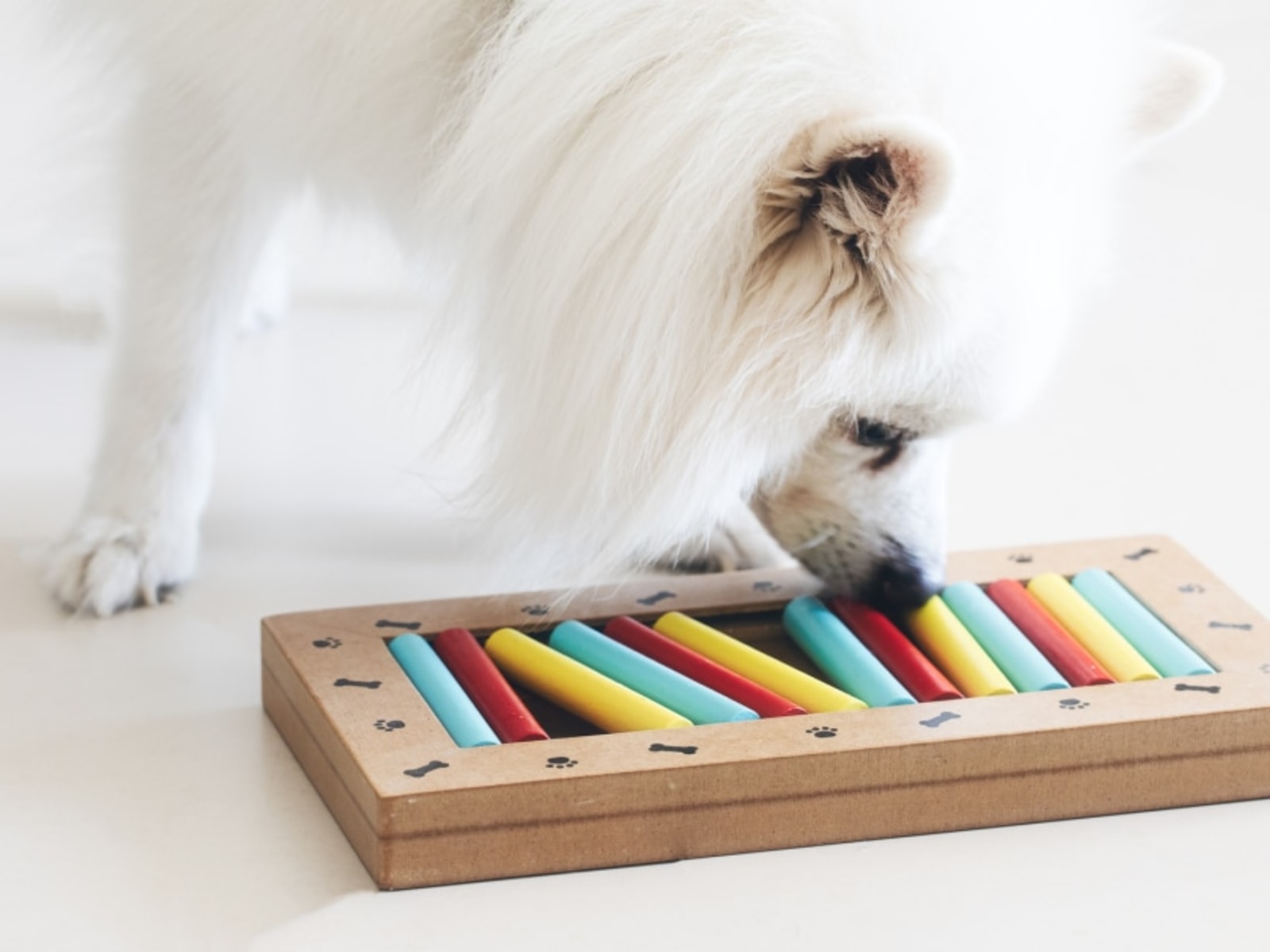 Best Interactive Dog Toys: Boosting Your Pet's Mental and Physical Well-being