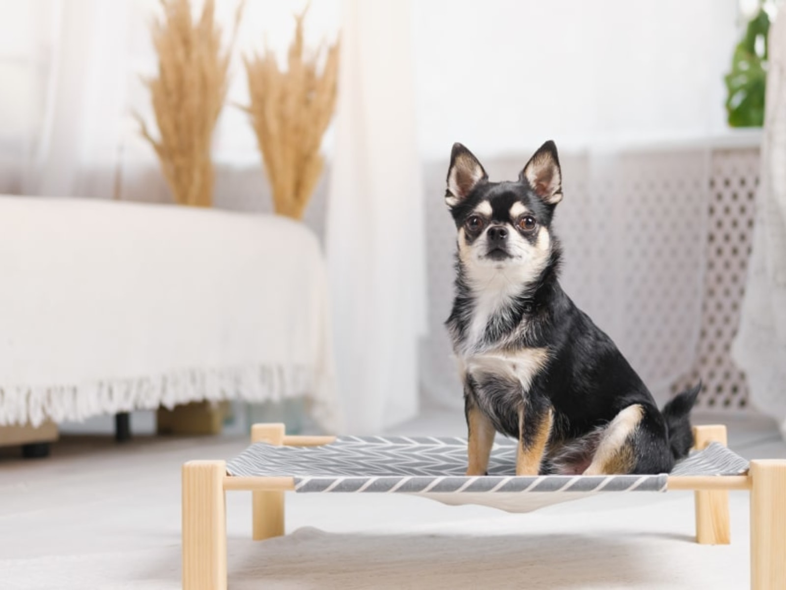 Best Elevated Dog Beds Ratings and Reviews