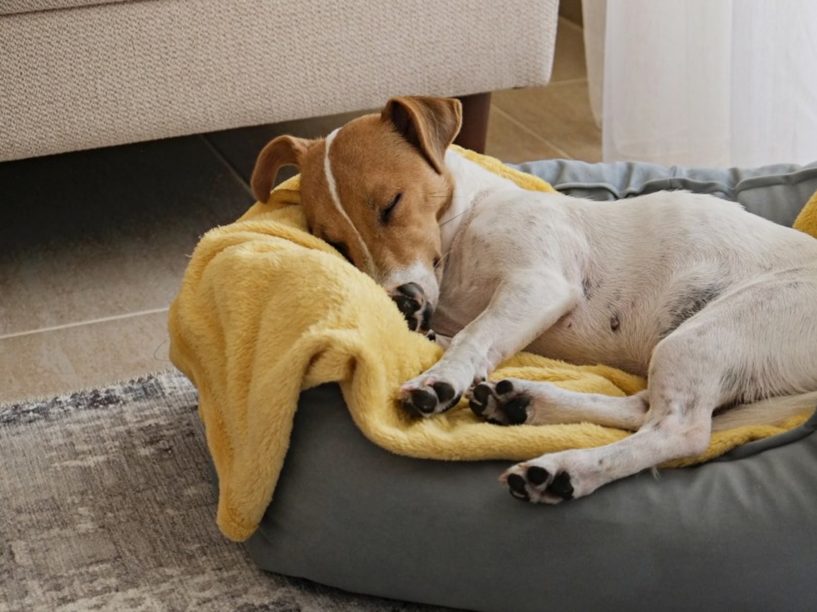 Best Dog Beds: How to Choose the Right Size, Material, and Maintenance