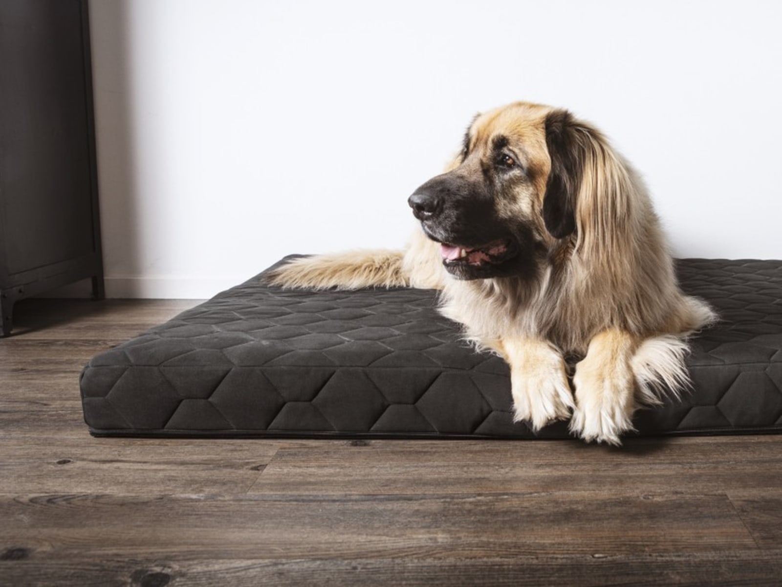 Best Dog Beds For Large Dogs Ratings and Reviews