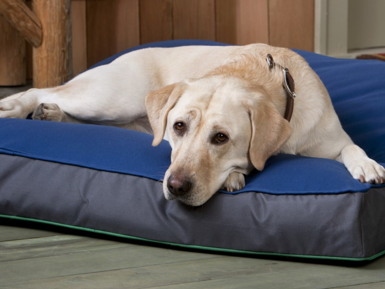 Best Orthopedic Dog Beds Ratings and Reviews