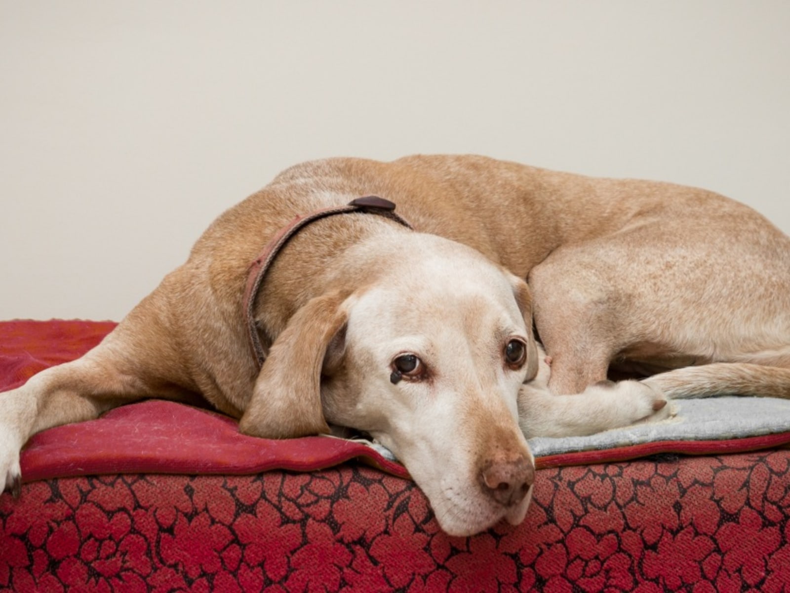 How Orthopedic Dog Beds Help Dogs with Arthritis